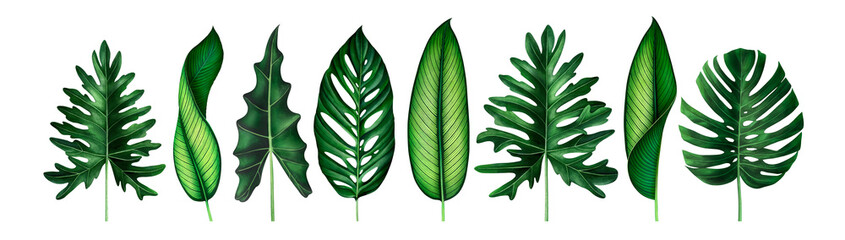 Set of exotic tropical leaves isolated on white. Watercolor illustration.
