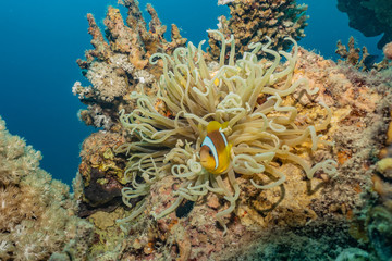 Coral reefs and water plants in the Red Sea, Eilat Israel