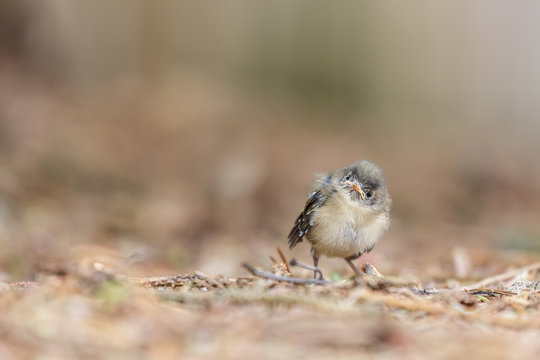 Fledging Goldcrest Baby Bird