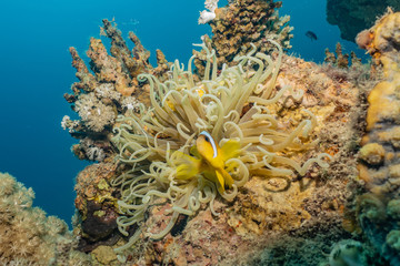 Coral reefs and water plants in the Red Sea, Eilat Israel