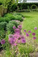 Allium flower garden
