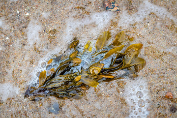 Seaweed on the beach