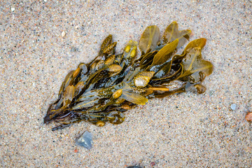 Seaweed on the beach