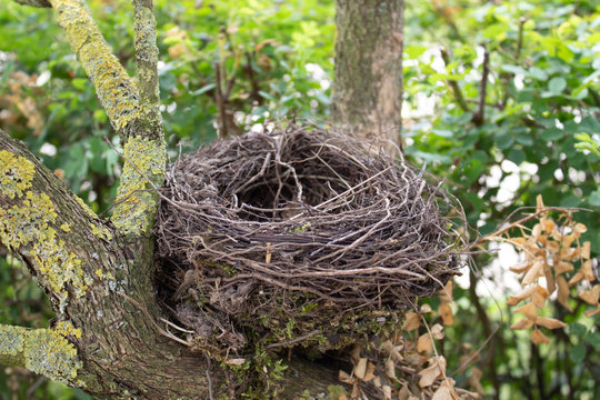 2 949 Best Vogelnest Images Stock Photos Vectors Adobe Stock