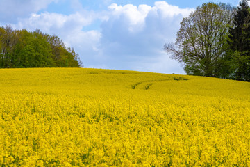 field of oilseed rape