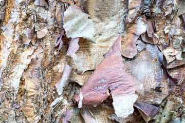 River Birch Exfoliating Bark