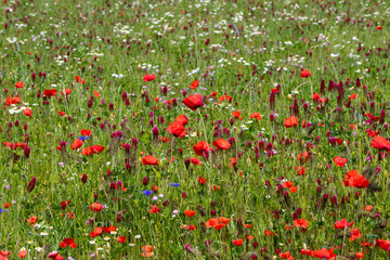 poppy field of red poppies