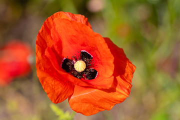 red poppy in field