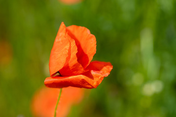 red poppy flower