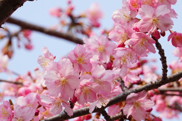 河津桜