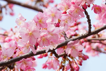 河津桜