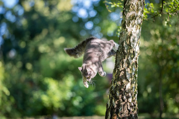 young playful blue tabby maine coon cat jumping off a birch tree on a sunny summer day