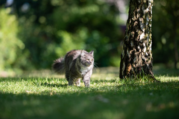 young blue tabby maine coon cat on the move in the back yard on a sunny day next to a birch tree trunk