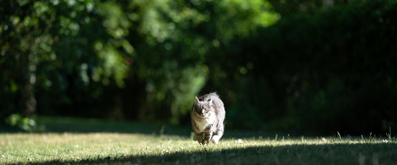 young blue tabby maine coon cat outdoors in nature running towards camera in sunlight with copy...