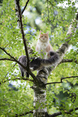 Fototapeta premium two young maine coon cats climbing birch tree. cream tabby kitten is looking at camera.