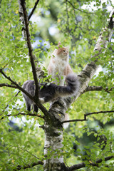 two young maine coon cats climbing birch tree. cream tabby kitten is looking to the side observing the area