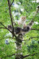 two young maine coon cats climbing birch tree. Both cats are looking at camera.