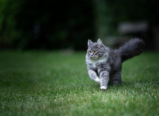 Naklejka na ściany i meble young blue white tabby maine coon cat with fluffy tail running on grass in garden on a windy day looking to the side