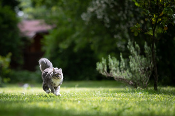 Naklejka na ściany i meble young playful blue tabby maine coon cat with white paws and extremely fluffy tail running over grass at high speed in the garden on a sunny summer day