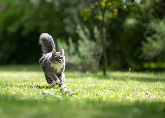 Obraz na płótnie Canvas young playful blue tabby maine coon cat with white paws and extremely fluffy tail running over grass at high speed in natural environment on a sunny day