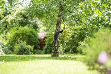 young blue tabby maine coon cat climbing down birch tree in the back yard