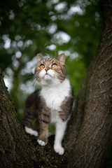 Naklejka na ściany i meble low angle view of a tabby white british shorthair cat standing on tree fork in the back yard observing the area curiously