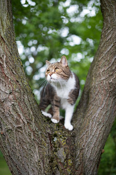 tabby white british shorthair cat standing on tree fork in the back yard observing the area curiously