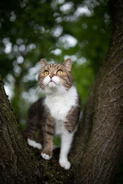 low angle view of a tabby white british shorthair cat standing on tree fork in the back yard observing the area curiously