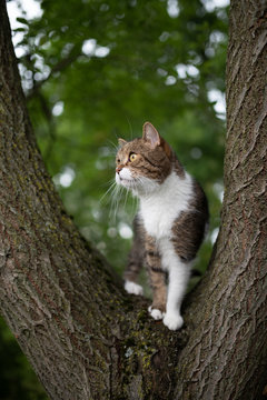 low angle view of a tabby white british shorthair cat standing on tree fork in the back yard looking to the side curiously