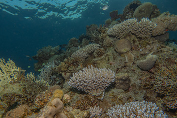Coral reefs and water plants in the Red Sea, Eilat Israel