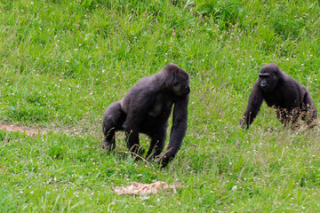 a family of gorillas playing in their green grass enclosure