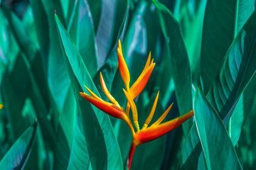Heliconia psittacorum or Heliconia Golden Torch or False Bird of Paradise Flower. Exotic tropical flowers in the jungle garden with leaves background.