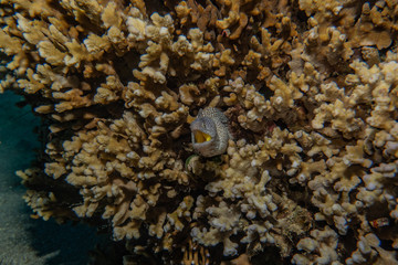 Moray eel Mooray lycodontis undulatus in the Red Sea, eilat israel