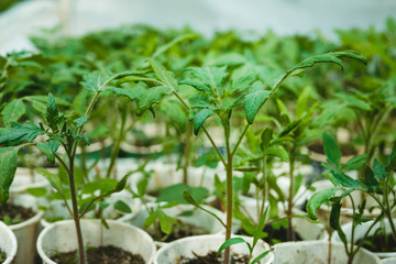 Fresh Tomato seedlings in Greenhouses, Spring time