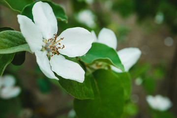 jasmine bloom, springtime, Natural background with green leaf and white jasmine flowers