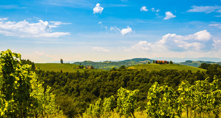 Fototapeta na wymiar Vineyards in south styria in Austria. Landscape of Leibnitz area from Kogelberg.