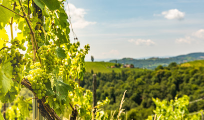 Naklejka premium Vineyards in south styria in Austria. Landscape of Leibnitz area Crops of grapes in July.
