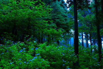 森の紫陽花