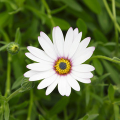 Cape daisy flower