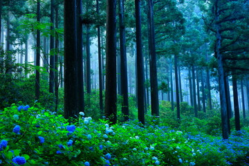 Obraz premium 森の紫陽花