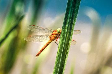 Dragonfly Sympetrum close-up sitting on the grass