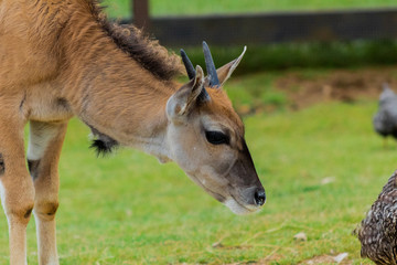 a young water antelope grazing in a meadow