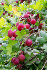 Red gooseberry