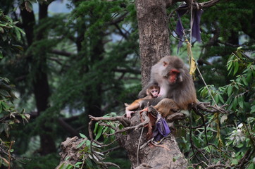 インドのダラムシャーラー　山で生活する野猿の親子