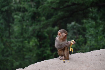 Naklejka premium インドのダラムシャーラー 山で生活する野猿の親子