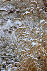 slime of grass in the snow