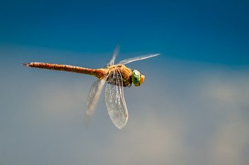 Dragonfly close up flying over the water
