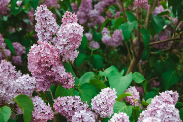 blooming delicate purple lilac