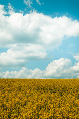 Obraz premium Rapeseed field, Blooming canola flowers close up. Flowering rapeseed. Against the blue sky with clouds