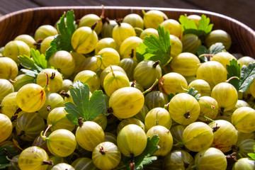 Green and yellow gooseberries